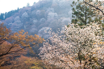 Naklejka premium 吉野山の桜