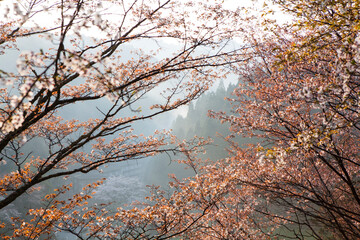 吉野山