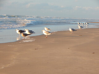 seagulls on the beach