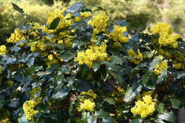 The evergreen bush of a mahonia with glossy darkly green leaves during blossoming is decorated with bright yellow magnificent inflorescences.