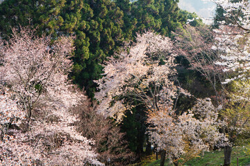 吉野山の桜