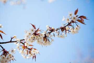 吉野山の桜