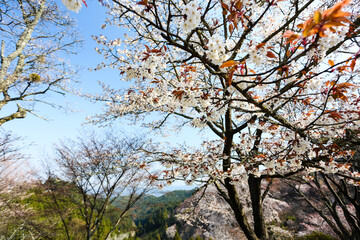 吉野山の桜