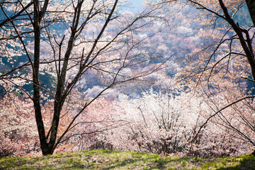 吉野山の桜