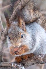 Naklejka na ściany i meble The squirrel with nut sits on a fir branches in the winter or late autumn
