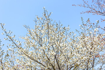 吉野山の桜