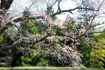 吉野山の桜