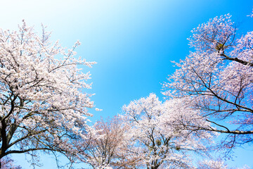 吉野山のソメイヨシノ