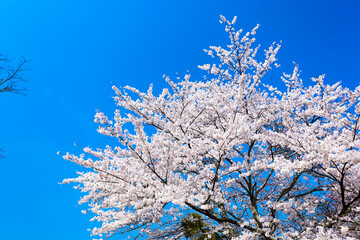 吉野山のソメイヨシノ