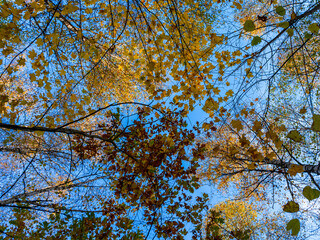 The blue sky shines through between the tops of the maple trees