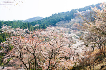 吉野山の桜