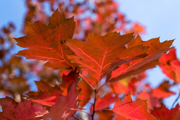 Red maple leaves glow in the autumn sun