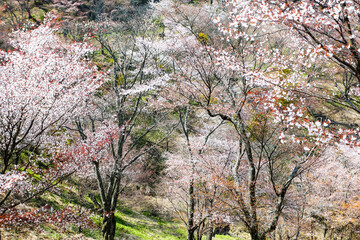 吉野山の桜