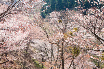 吉野山の桜