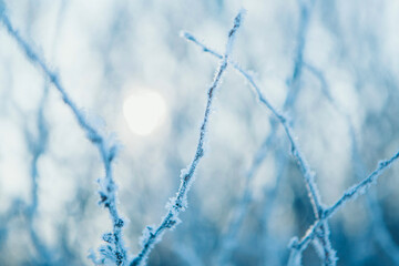 frozen tree branch close-up. frost on plants. winter landscape: the snow on the nature