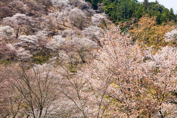 吉野山の桜