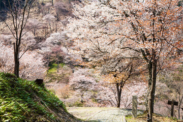 吉野山の桜