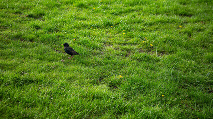 Bird on Grass