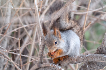 The squirrel with nut sits on a fir branches in the winter or late autumn