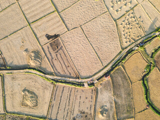 The rice fields are being harvested in thailand from drone