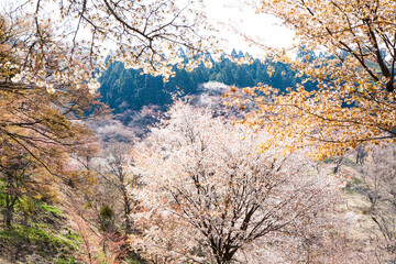 Naklejka premium 吉野山の桜