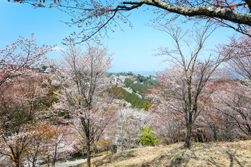 吉野山の桜