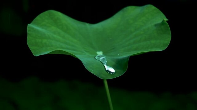 rain water drop falling into green lotus leaf on dark background, slow motion footage