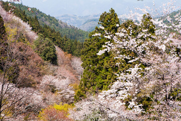 吉野山の桜