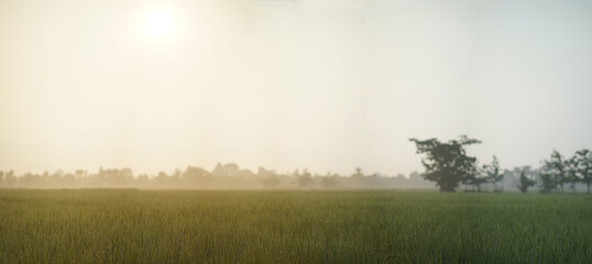 Panorama of rice field with dew drops and bokeh in the morning sunlight.