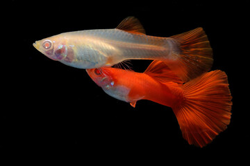 Fototapeta premium A pair of guppies (Poecilia reticulata) are swimming together in an aquarium.