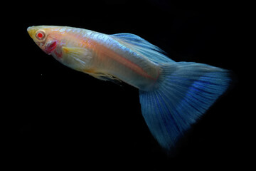 A male guppy (Poecilia reticulata) is showing off the beauty of its tail fin.