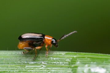 Macro Photo of Little Beetle on Green Leaf Isolated on Background