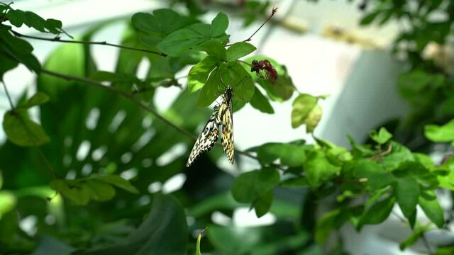 Grayling Butterfly on green leaves and flowers in its natural environment. Close-up 4K video