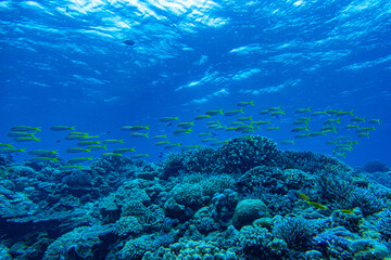 Fototapeta na wymiar 壮大で美しい海の中、沖縄北部。