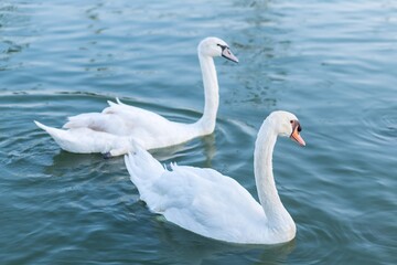 Two White swans in love swimming on the lake