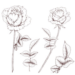 Hand Drawn rose flowers, wedding decor elements