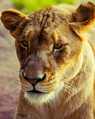 Lioness Portrait
