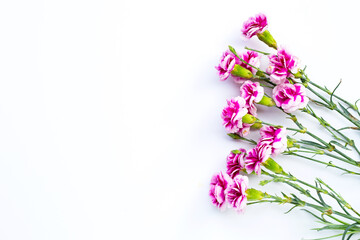 Fototapeta premium Carnation flower on white background. copy space