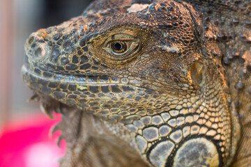 Fototapeta premium Iguana iguana close-up at the zoo