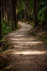 Obraz premium 熊野古道