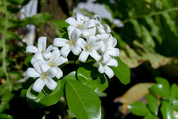 Murraya paniculata blooming flowers in the garden.