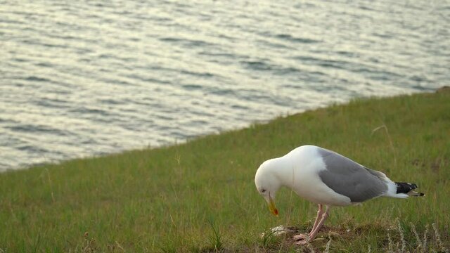 Larus fuscus heuglini. white-winged gull on the lake shore. large gull with a rounded head, strong beak, long legs and wings. 