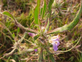 This is a Hygrophila auriculata Flower.It is called gokanta or kokilaksa in Sanskrit.It has other...