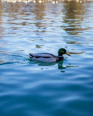 duck in the water