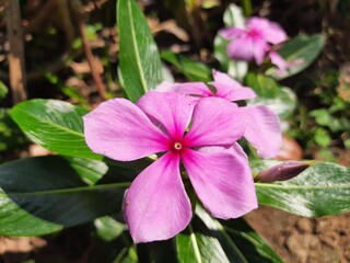 Pink catharanthus roseus bloom in the garden after rain.rose periwinkle,Catharanthus roseus, commonly known as bright eyes.Madagascar or Periwinkle or Vinca flower, (Catharanthus roseus).sadabahar.