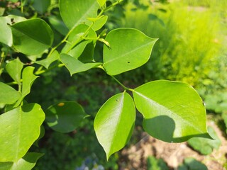 Dalbergia sissoo leaves.  This tree, known commonly as North Indian rosewood, is a fast-growing, hardy deciduous rosewood tree native to the Indian Subcontinent and Southern Iran.

