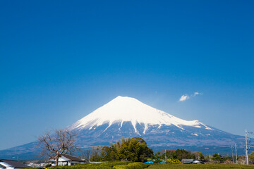 富士市厚原から見た富士山と茶畑