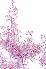 Obraz na płótnie Canvas Wild Himalayan Cherry Prunus cerasoides blooming on white background