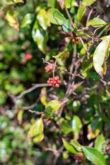 Red fruit of scarlet kadsura (Kadsura japonica) in Japan in autumn