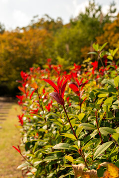 New red shoots of Japanese photinia (Photinia glabra) in Japan in autumn
